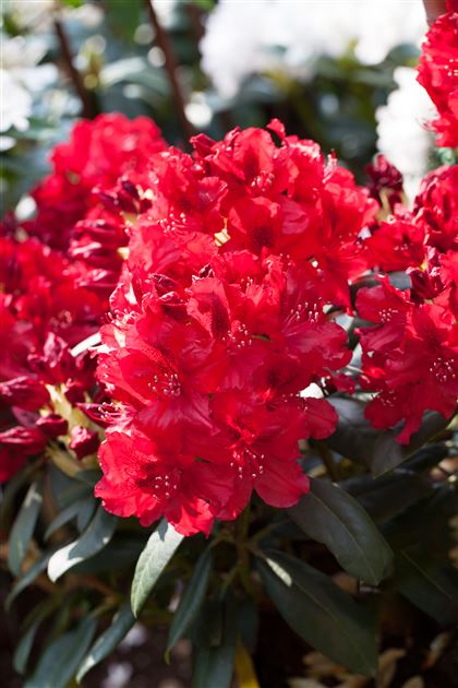 rhododendron super mega Purple Gem Rhododendron