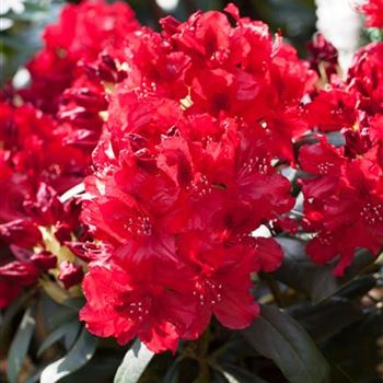 Rhododendron 'Erato'(s)