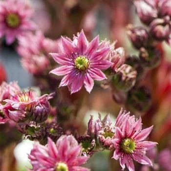 Sempervivum arachnoideum