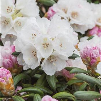 Rhododendron yakushimanum 'Koichiro Wada'