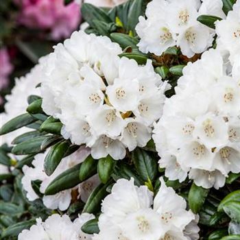 Rhododendron yakushimanum 'Koichiro Wada'