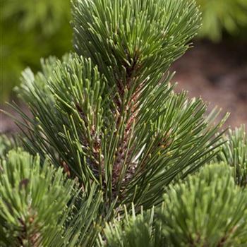 Pinus heldreichii