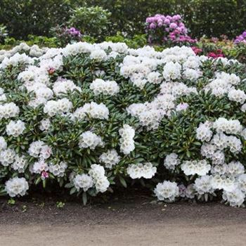 Rhododendron yakushimanum 'Koichiro Wada'