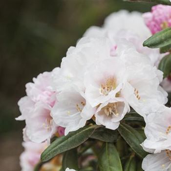 Rhododendron yakushimanum 'Koichiro Wada'