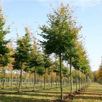 FSY_Sol_baum_4xv_150-200x20-25x400-500_STH200-225_G_FI206_31_10_05_5501.jpg