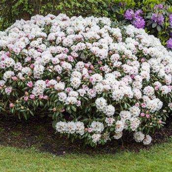 Rhododendron yakushimanum 'Koichiro Wada'