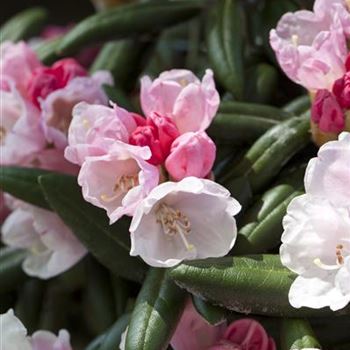 Rhododendron yakushimanum 'Koichiro Wada'