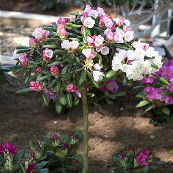 Rhododendron yakushimanum 'Koichiro Wada'