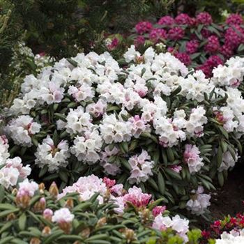 Rhododendron yakushimanum 'Koichiro Wada'