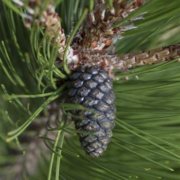 Pinus heldreichii 'Compact Gem'