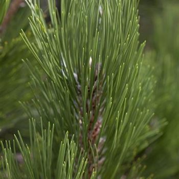 Pinus heldreichii 'Compact Gem'