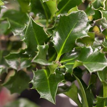 Ilex meserveae 'Blue Angel'®