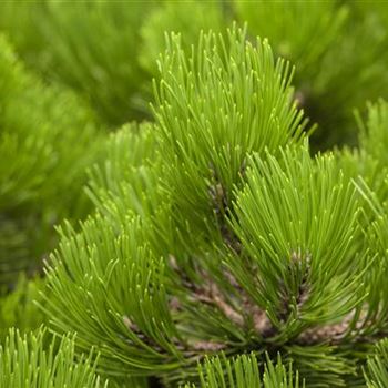 Pinus heldreichii 'Compact Gem'