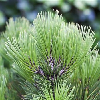 Pinus heldreichii 'Compact Gem'