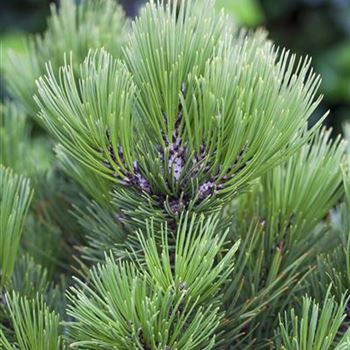 Pinus heldreichii 'Compact Gem'