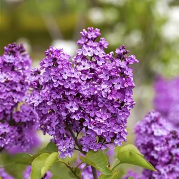 Syringa vulgaris 'Katherine Havemeyer'