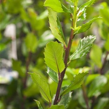 Ilex meserveae 'Blue Prince'®