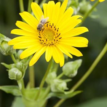 Silphium perfoliatum