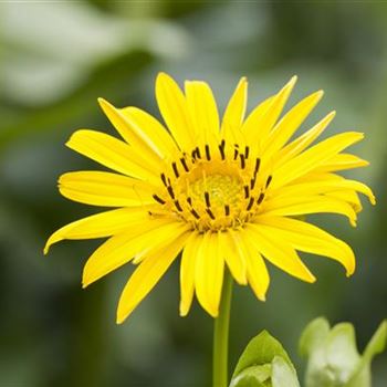 Silphium perfoliatum