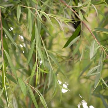 Salix alba 'Tristis'