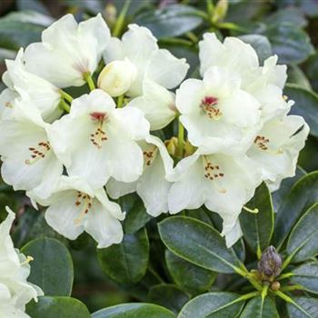 Rhododendron yakushimanum 'Flava'