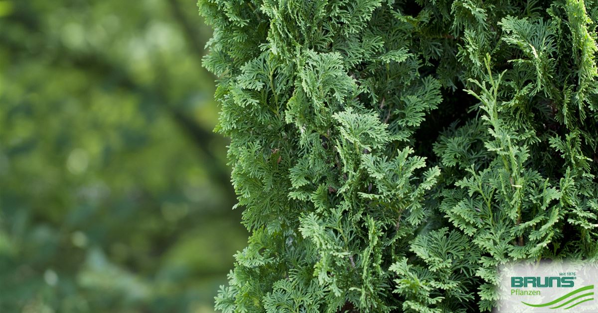 Thuja occidentalis 'Degroot Spire' von Bruns Pflanzen