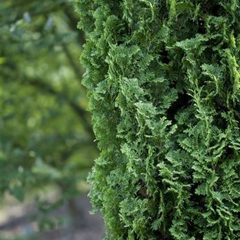 Thuja occidentalis 'Degroot´s Spire'