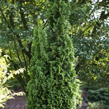 Thuja occidentalis 'Degroot´s Spire'