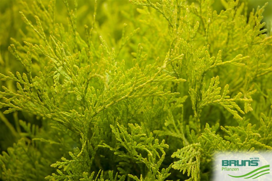 Thuja occidentalis 'Golden Globe' von Bruns Pflanzen