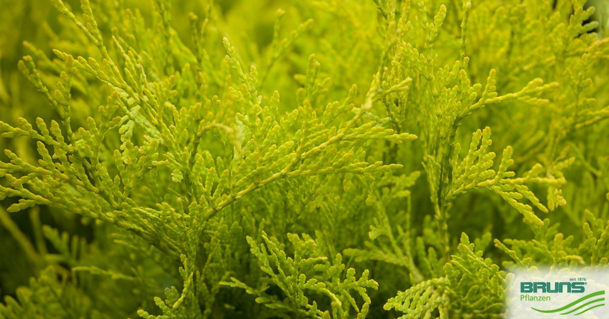thuja amazon Junior Giant Thuja Arborvitae