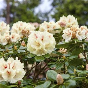 Rhododendron yakushimanum 'Flava'