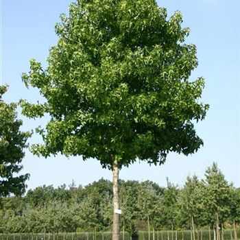 LST_Sol_baum_5xv_300-400x40-45x500-700_R_OLT1053_09_09_05_3878.jpg