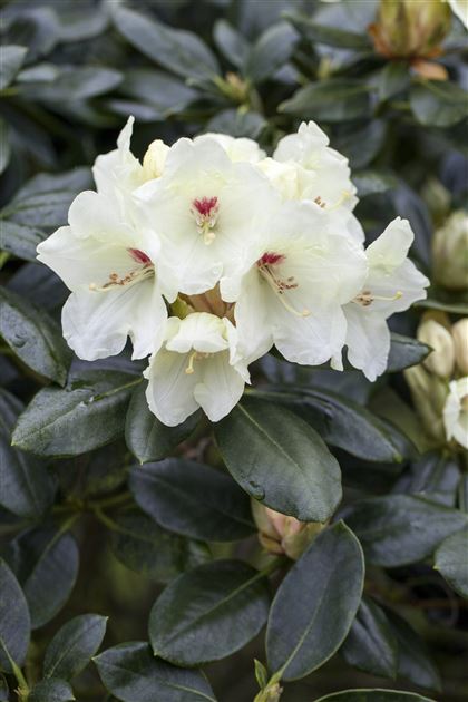 stechpalme bedeutung spirituell Stechpalme - Ilex aquifolium main image 1