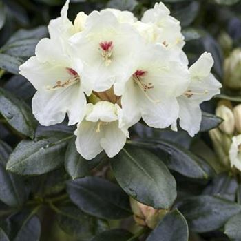 Rhododendron yakushimanum 'Flava'