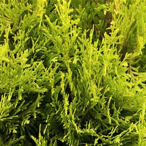 Thuja occidentalis 'Jantar'