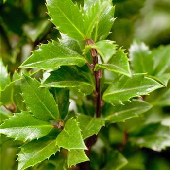 Ilex meserveae 'Heckenpracht'(s)