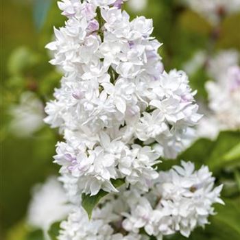 Syringa vulgaris 'Mme Lemoine'