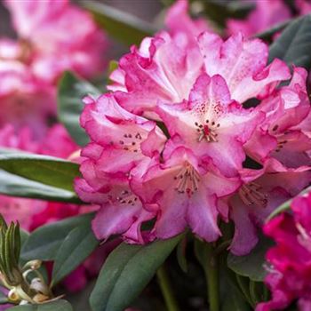 Rhododendron yakushimanum 'Leuchtfeuer'