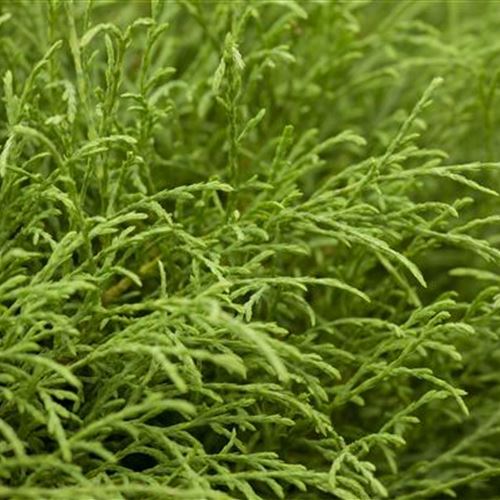 THUJA OCCIDENTALIS 'MR BOWLING BALL'