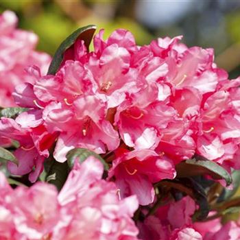 Rhododendron yakushimanum 'Leuchtfeuer'