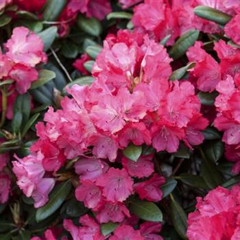 Rhododendron yakushimanum 'Leuchtfeuer'