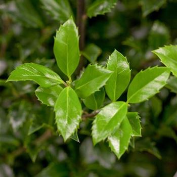 Ilex meserveae 'Heckenstar'(s)