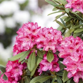 Rhododendron yakushimanum 'Leuchtfeuer'