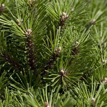 Pinus mugo 'Benjamin'