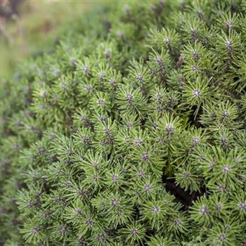 Pinus mugo 'Benjamin'