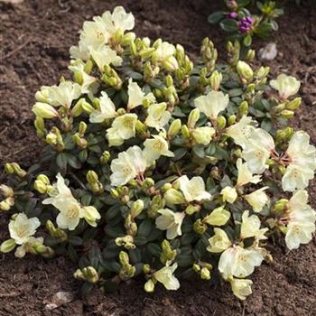 Rhododendron 'Wren'