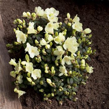 Rhododendron 'Wren'