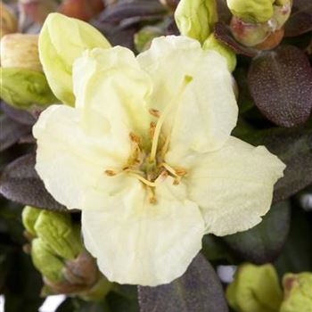 Rhododendron 'Wren'