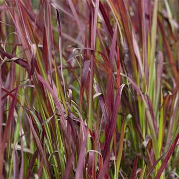 Imperata cylindrica 'Red Baron'