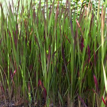 Imperata cylindrica 'Red Baron'